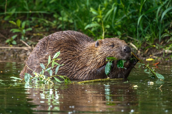 BEAVER LUX