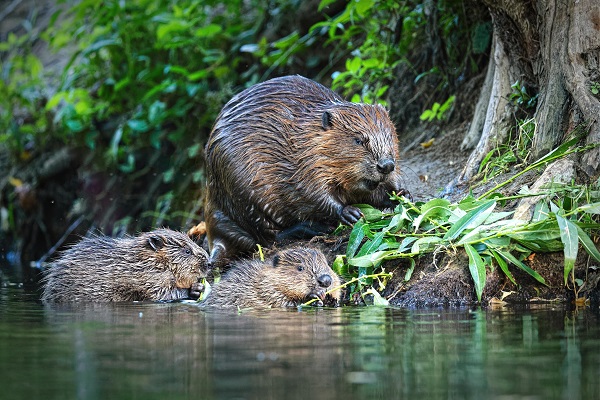 BEAVER LUX