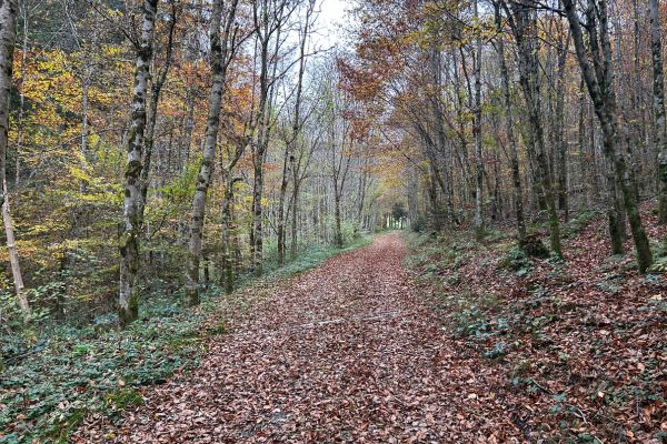 Walking in the Luxembourg Ardennes