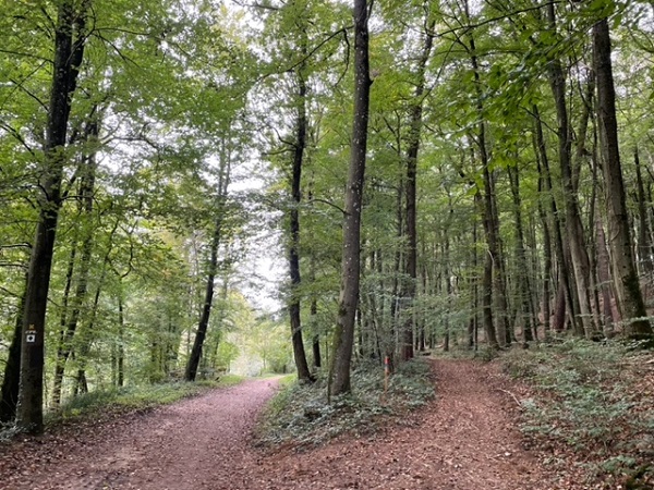 Following Auto-Pédestre Trails in Bridel & Strassen