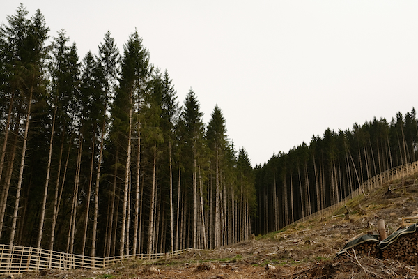 Education is Key to Saving Luxembourg’s Ailing Forests