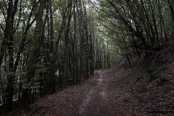 Keeping It Real in the Age of AI: Rediscovering Forests