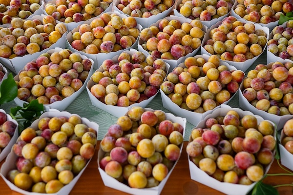 Discovering Luxembourg's Autumn Harvest Traditions