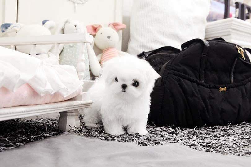 Mini Maltese Puppies For Sale.